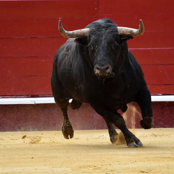 Abono plaza toros antequera
