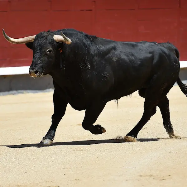 Toros plaza toros antequera